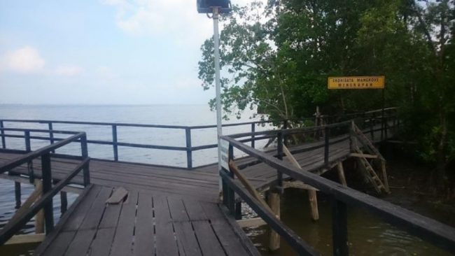 Taman Ekowisata Mangrove Mengkapan yang berada paling dekat dengan jalur cincin terlama GMC 2019. Kredit : Haluan Pos